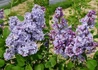 Kép 1/3 - Syringa vulgaris Michel buchner / Lila orgona