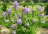 Kép 2/3 - Syringa vulgaris Michel buchner / Lila orgona