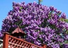 Kép 3/3 - Syringa vulgaris Michel buchner / Lila orgona