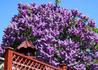 Kép 3/3 - Syringa vulgaris Michel buchner / Lila orgona