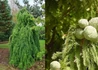 Kép 1/2 - Taxodium distichum Pendula / Csüngő mocsárciprus