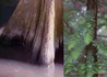 Kép 2/2 - Taxodium distichum Pendula / Csüngő mocsárciprus