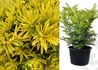 Kép 2/2 - Taxus baccata Kleefeld / Aranylombú oszlopos tiszafa