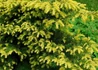 Kép 2/4 - Taxus baccata Repandens Aurea / Sárga terülő tiszafa