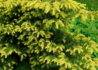 Kép 2/4 - Taxus baccata Repandens Aurea / Sárga terülő tiszafa