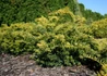 Kép 3/4 - Taxus baccata Repandens Aurea / Sárga terülő tiszafa