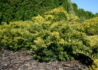 Kép 3/4 - Taxus baccata Repandens Aurea / Sárga terülő tiszafa