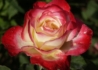 Kép 1/2 - Magastörzsű rózsa / Double Delight
