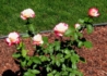 Kép 2/2 - Magastörzsű rózsa / Double Delight
