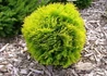 Kép 1/2 - Thuja Occidentalis Danica Aurea / Törpe sárga nyugati tuja