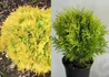 Kép 2/2 - Thuja Occidentalis Danica Aurea / Törpe sárga nyugati tuja