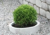 Kép 2/4 - Thuja Occidentalis Danica / Törpe nyugati tuja