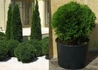Kép 4/4 - Thuja Occidentalis Danica / Törpe nyugati tuja
