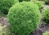 Kép 2/3 - Thuja Occidentalis Tiny Tim / Törpe Nyugati Gömbtuja