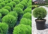Kép 3/3 - Thuja Occidentalis Tiny Tim / Törpe Nyugati Gömbtuja