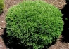 Kép 1/3 - Thuja occidentalis Mr Bowling Ball / Törpe gömb nyugati tuja