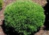 Kép 1/3 - Thuja occidentalis Mr Bowling Ball / Törpe gömb nyugati tuja