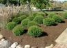 Kép 2/3 - Thuja occidentalis Mr Bowling Ball / Törpe gömb nyugati tuja