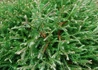Kép 3/3 - Thuja occidentalis Mr Bowling Ball / Törpe gömb nyugati tuja