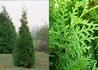 Kép 1/3 - Thuja occidentalis Brabant / Nyugati tuja