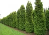 Kép 2/3 - Thuja occidentalis Brabant / Nyugati tuja