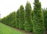 Kép 2/3 - Thuja occidentalis Brabant / Nyugati tuja