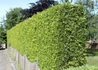 Kép 3/3 - Thuja occidentalis Brabant / Nyugati tuja