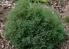 Kép 1/2 - Thuja occidentalis Ericoides / Ericoides nyugati tuja