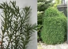 Kép 2/2 - Thuja occidentalis Ericoides / Ericoides nyugati tuja
