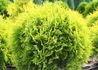 Kép 2/3 - Thuja occidentalis Golden globe / Arany gömb tuja