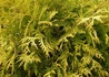 Kép 3/3 - Thuja occidentalis Golden globe / Arany gömb tuja
