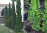 Kép 1/2 - Thuja occidentalis Henezia / Henezia oszlopos tuja