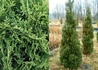 Kép 1/2 - Thuja occidentalis Holmstrup / Holmstrup Oszlopos tuja