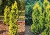 Kép 2/2 - Thuja occidentalis Holmstrup Yellow / Arany Oszlopos tuja
