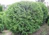 Kép 2/2 - Thuja occidentalis Little champion / Törpe gömb nyugati tuja