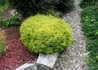 Kép 1/4 - Thuja occidentalis Rheingold / Rheingold nyugati tuja