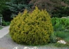 Kép 2/4 - Thuja occidentalis Rheingold / Rheingold nyugati tuja