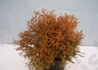 Kép 4/4 - Thuja occidentalis Rheingold / Rheingold nyugati tuja