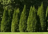Kép 1/3 - Thuja occidentalis Smaragd / Smaragd tuja