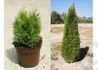 Kép 2/3 - Thuja occidentalis Smaragd / Smaragd tuja