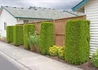 Kép 3/3 - Thuja occidentalis Smaragd / Smaragd tuja