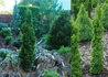 Kép 1/2 - Thuja occidentalis Spiralis Mini / Törpe spirál tuja