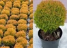 Kép 2/2 - Thuja occidentalis Teddy Gold / Teddy törpe arany gömbtuja