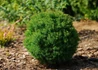 Kép 1/4 - Thuja occidentalis Teddy / Teddy törpe gömbtuja