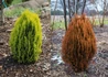Kép 1/2 - Thuja orientalis Morgan / Keleti tuja Morgan