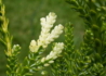 Kép 1/3 - Thujopsis dolabrata variegata / Tarka levelű Japán hibatuja