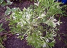 Kép 2/3 - Thujopsis dolabrata variegata / Tarka levelű Japán hibatuja