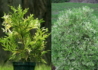 Kép 3/3 - Thujopsis dolabrata variegata / Tarka levelű Japán hibatuja