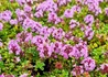 Kép 2/2 - Thymus citriodorus 'Doone Valley' / Tarka citromillatú kúszó kakukkfű