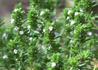 Kép 2/4 - Thymus vulgaris / Kerti kakukkfű